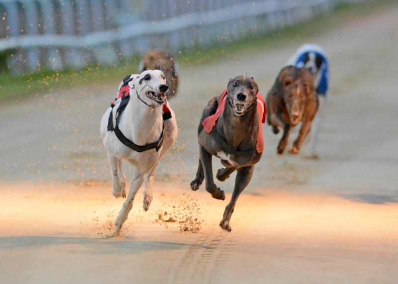 Groveshill brings up a fine four-timer at Dundalk on a bitter-sweet weekend for local racing