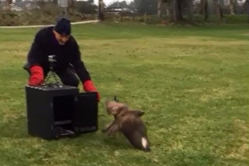 VIDEO: Watch as Kilcullen schoolkids release buzzard back into the wild