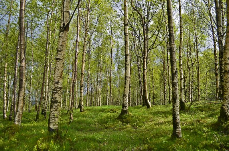 Forestry opportunity Teagasc
