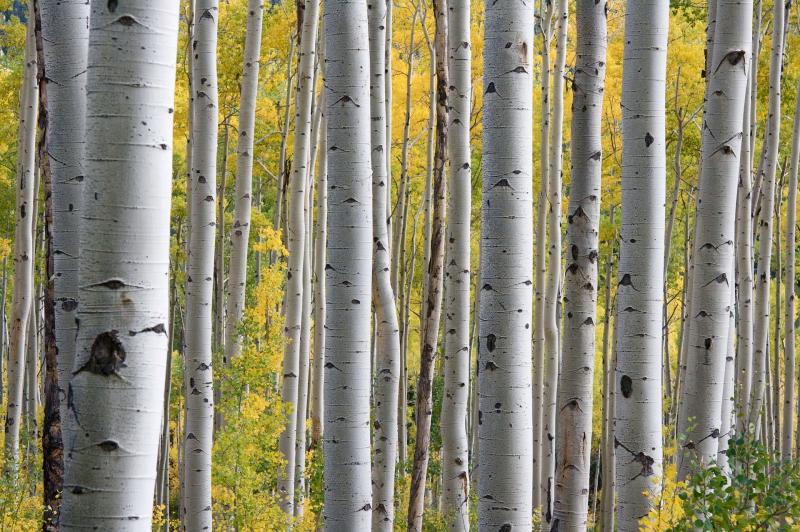 Forestry has never been as attractive for farmers