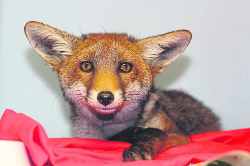 Summer wildlife volunteers wanted at Kildare Animal Foundation