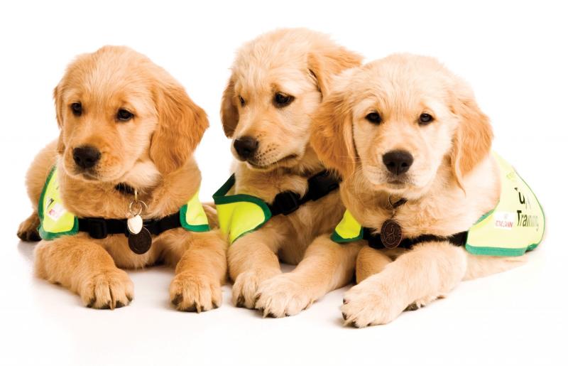 Irish Guide Dogs for the Blind needs volunteer puppy raisers in Kildare