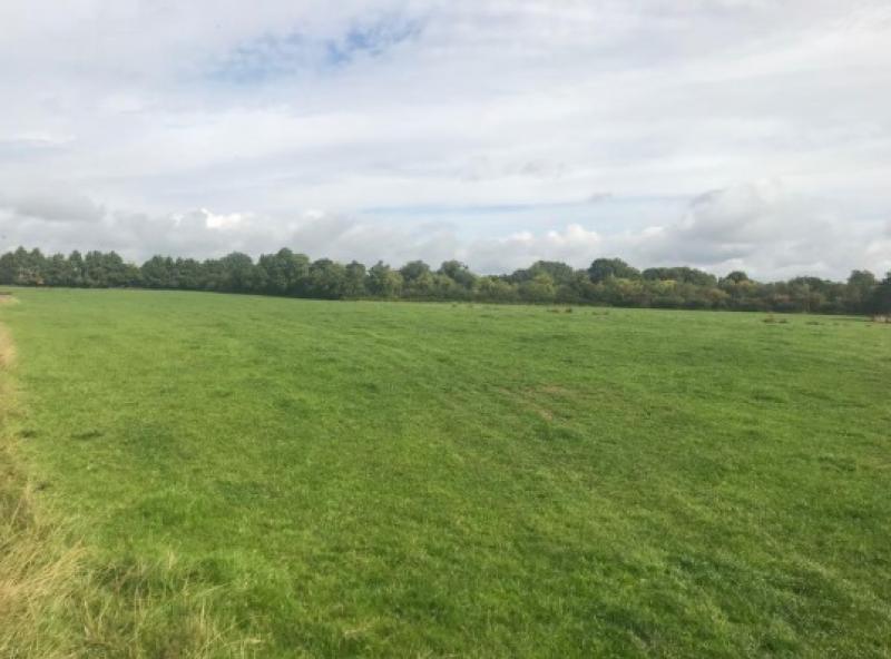 Carbury land at €10,000 per acre for sale by public auction