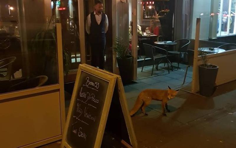 Meet Alex the Fox  - Kildare's latest celebrity who likes to dine out in Maynooth