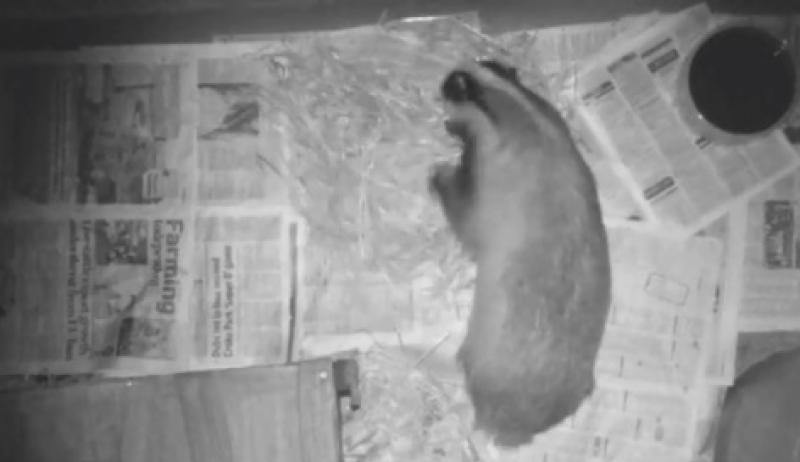 WATCH: Check out this badger making his bed at the Kildare Animal Foundation 