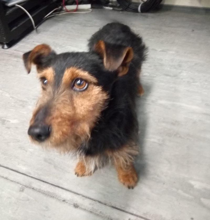 Dog who took a train from Kildare to Dublin reunited with its owner