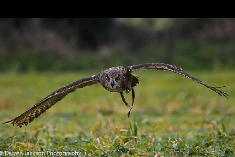 Eagle owl with 2 metre wingspan remains missing from Kildare owner