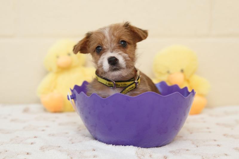 NEWS BRIEF: Kildare animal charity to host Easter egg hunt and dog walk next week