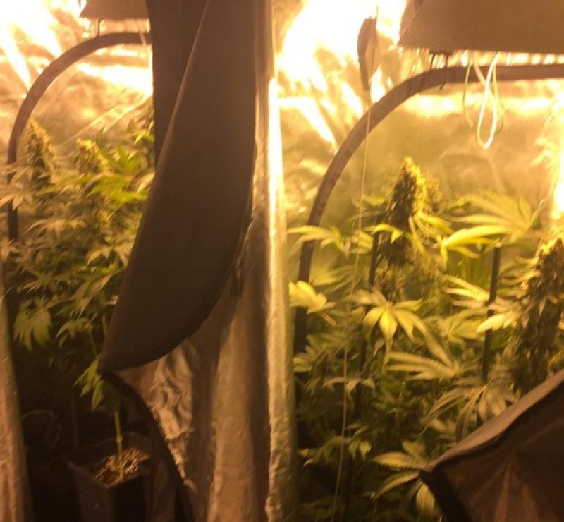 Man arrested after large drugs seizure at Newbridge growhouse