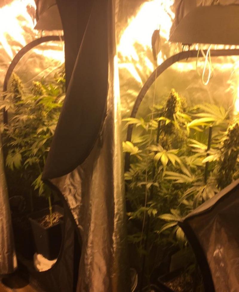 Man arrested in connection with alleged Newbridge growhouse to appear in Kildare court
