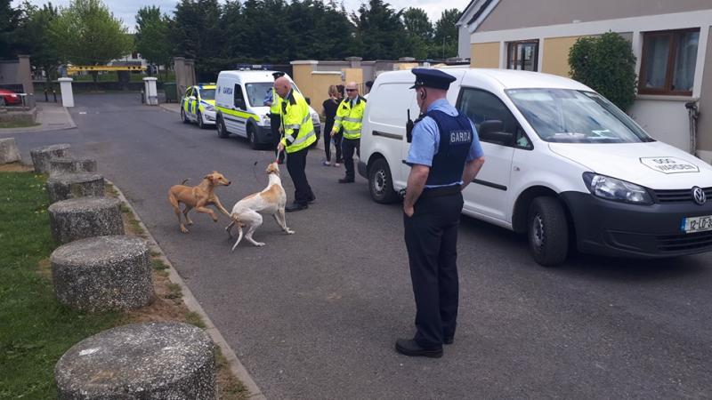 Number of stray dogs seized in Athy as part of Kildare garda and dog warden operation