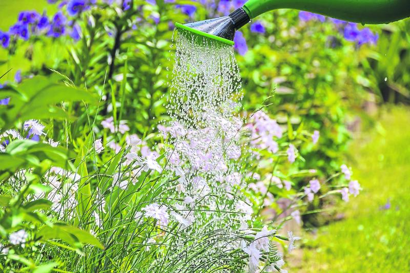 Kildare PPN to run sustainable gardening course for member groups
