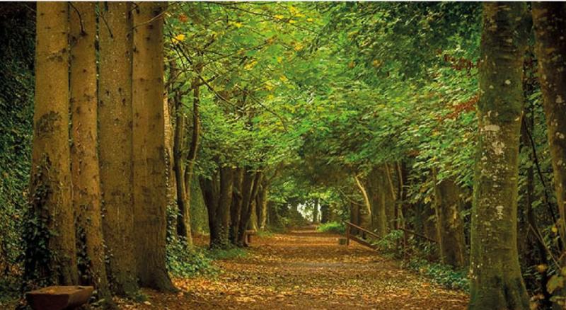  Forest Bathing Walk in Kilkenny at 6pm on the 12th September at Jenkinstown Woods