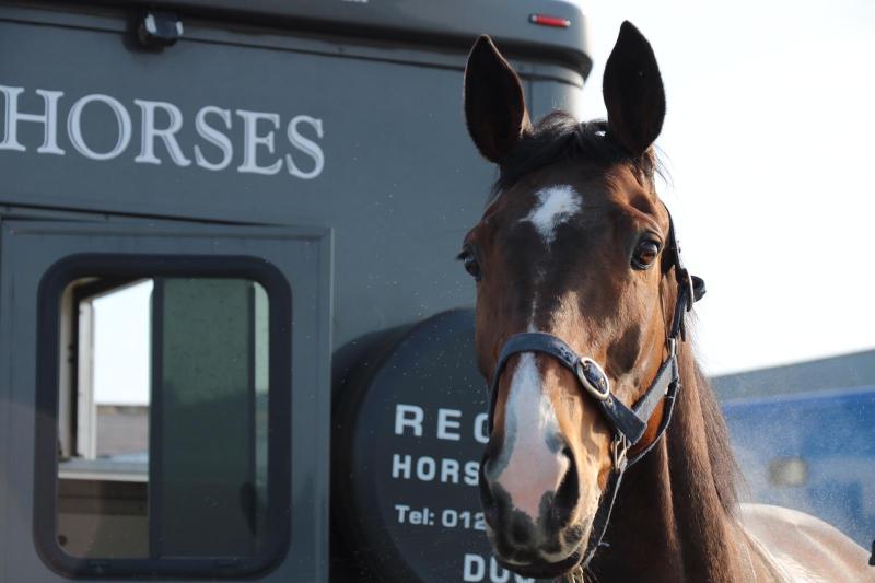 Thoroughbred Trail ... at Conor O'Dwyer's Yard