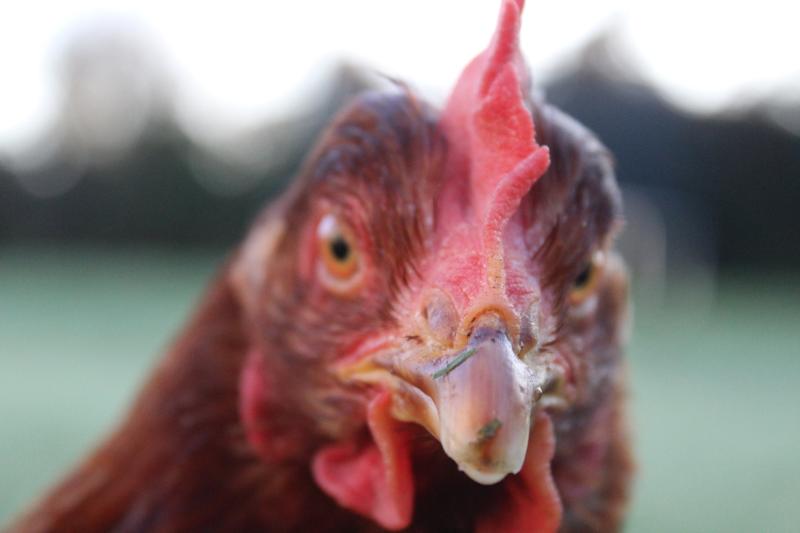 Kildare animal charity take on biggest hen rescue to date