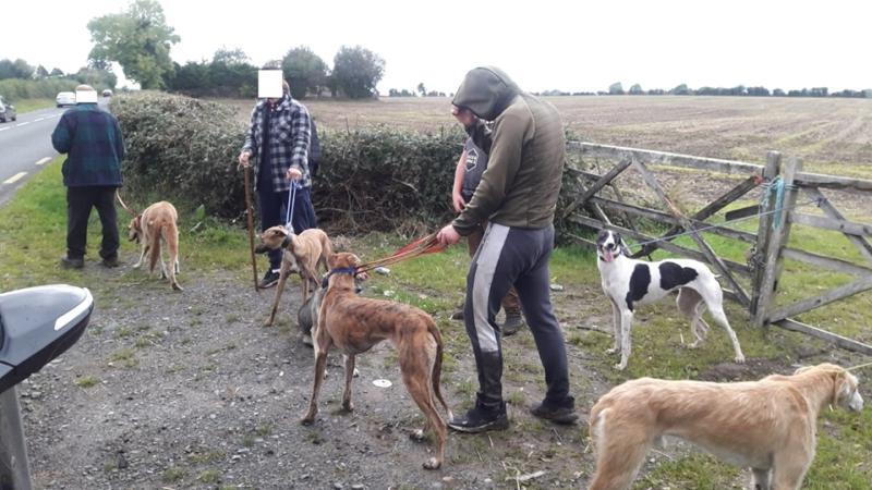 Six men face prosecution following alleged hare poaching in Kildare