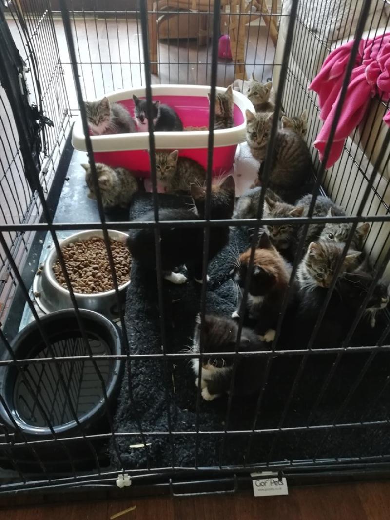 15 kittens found dumped in a yard in Kildare