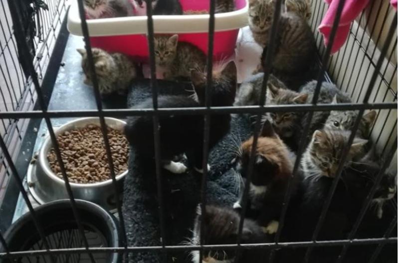 Kildare based animal charity await An Bord Pleanála’s decision 