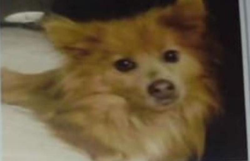 Family appeal for information on horrific death of defenseless family dog