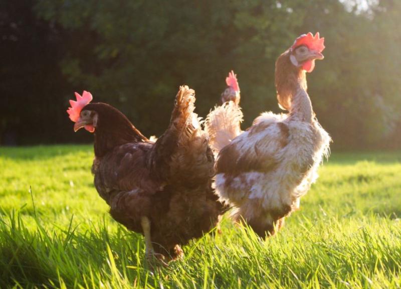 Chicken rescue roadshow travelling to Kill, Naas  and Tallaght this Sunday 