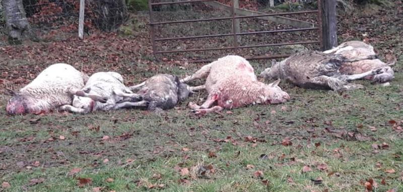"Treasured pets" savage attack kills six rams and injures four more