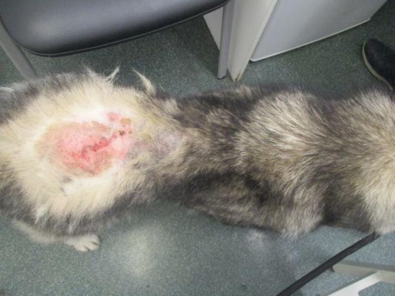 Man convicted of cruelty to dogs and banned from animals for five years 