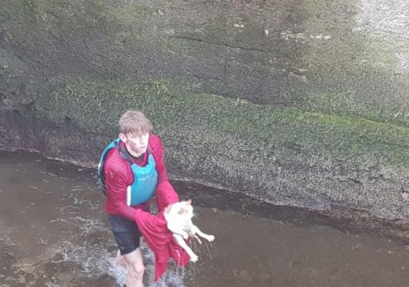 Ding, dong, Pussy's in the well - actually in a canal lock!