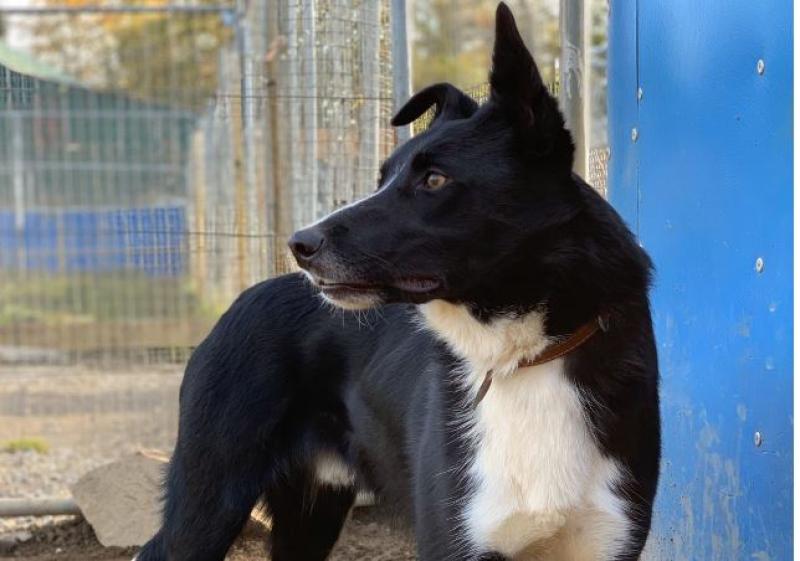 KWWSPCA warn of new regulations re the sale/supply of animals