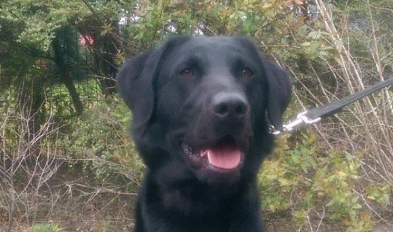Scooby assists revenue officers in seizing 20kgs of herbal cannabis at Dublin airport