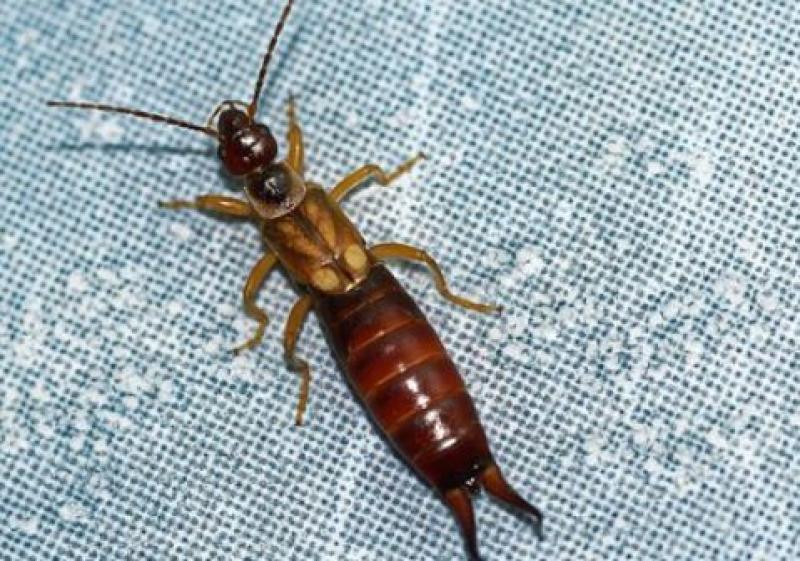 Co Kildare tenant claims rental property is 'infested' with earwigs 