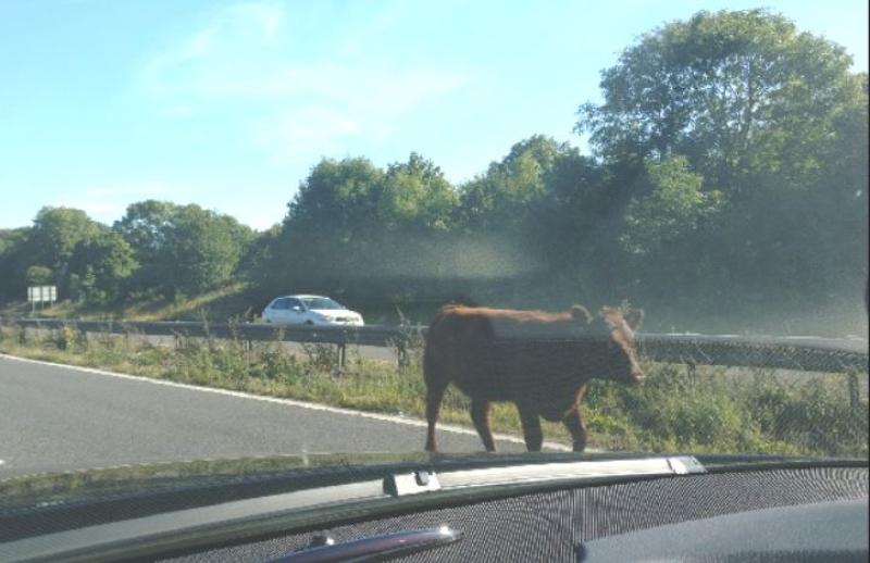 TRAFFIC: Cow safely removed from M4 motorway 