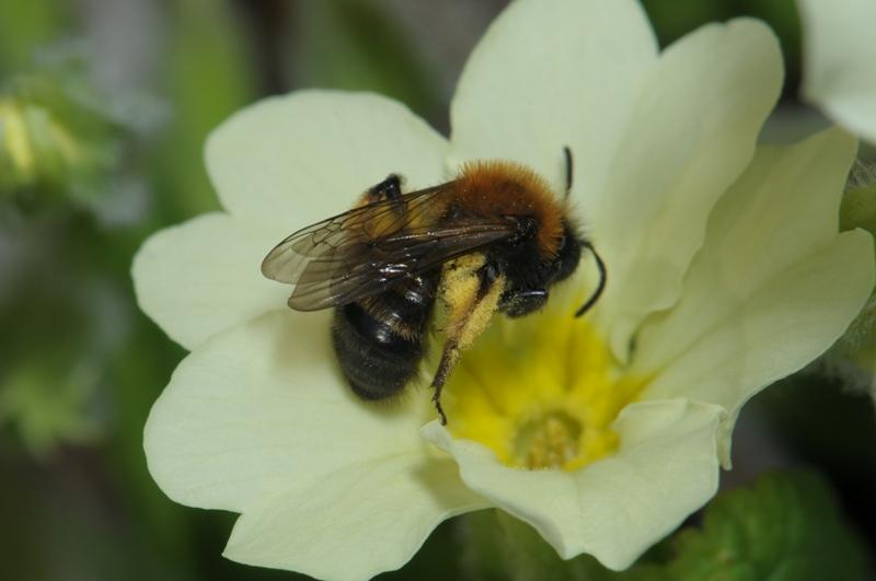 Teagasc mark World Bee Day by asking farmers to be ‘bee friendly’
