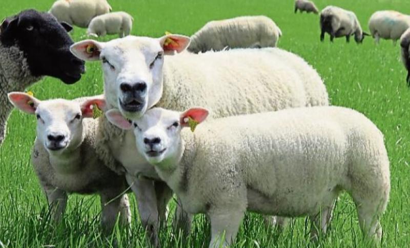 Gardaí are currently investigating the disappearance of dozens of sheep 