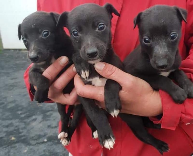 Gardai recover dogs worth substantial amount after stopping speeding van on motorway