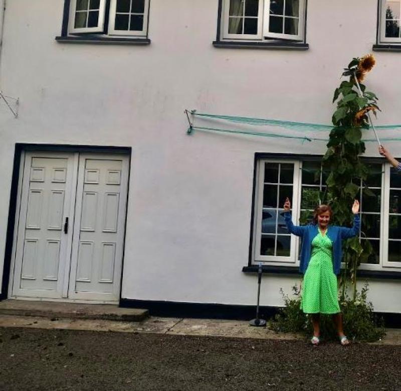 A Newbridge granny may have the tallest sunflower in Kildare (13 feet!)