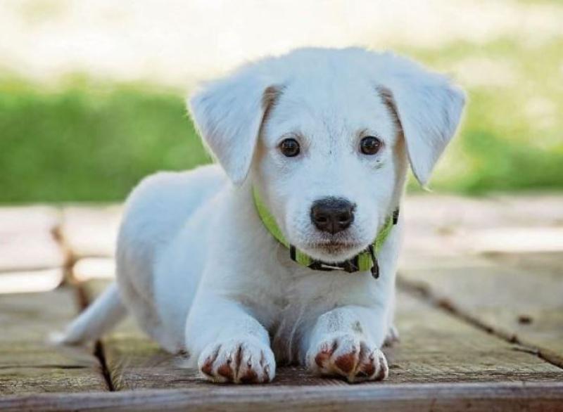 'Don't post photos of pets on social media' - Garda warning on dog thefts 