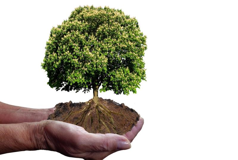 In The Garden with Jo: Getting to the root of tree planting