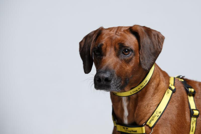 Kildare dog licence income up in 2019