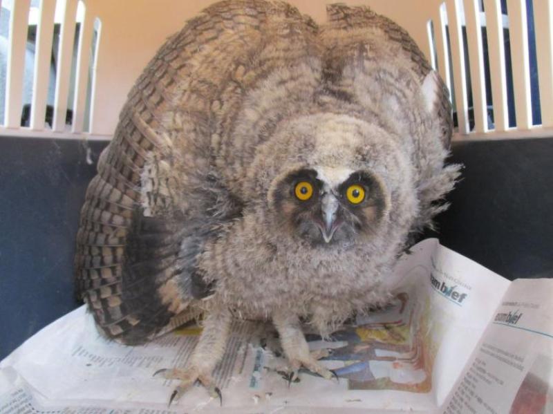 Kildare Animal Foundation came to the rescue of lots of wildlife in