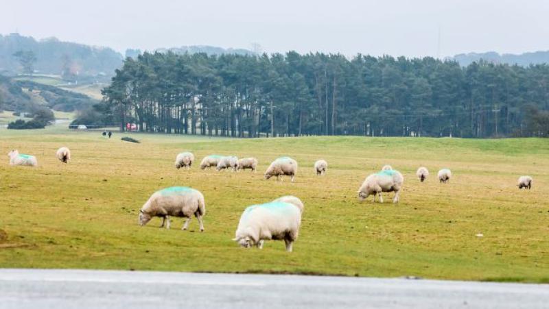 Calls for action over illegal dumps in the Curragh as clean-ups cost taxpayer €185k