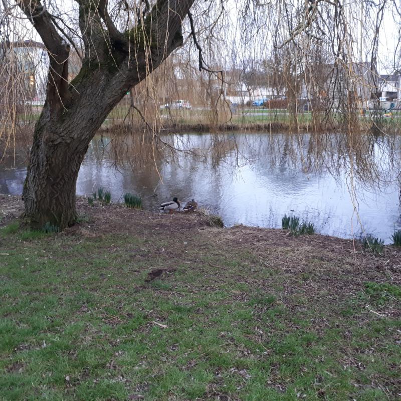 Wildlife warning signs needed in Naas
