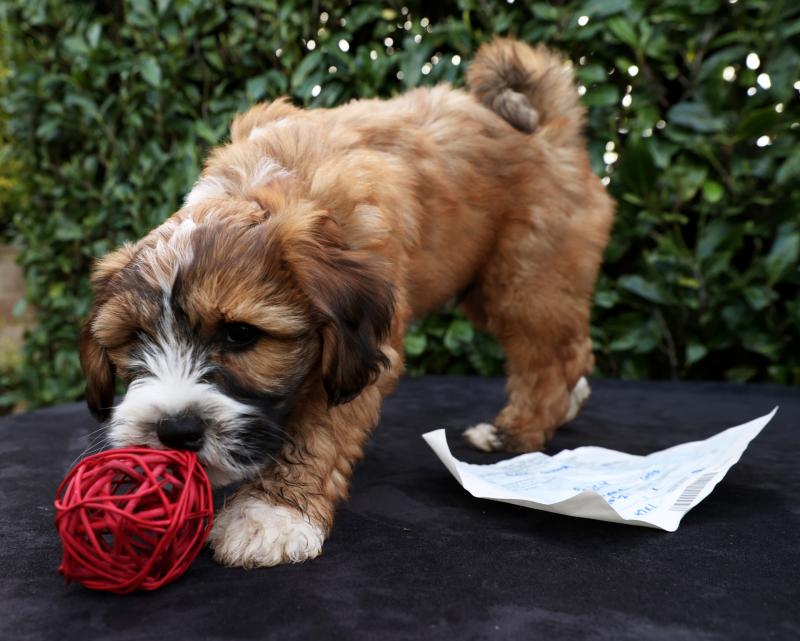 Get you dog licence - reminder is issued to Donegal dog owners