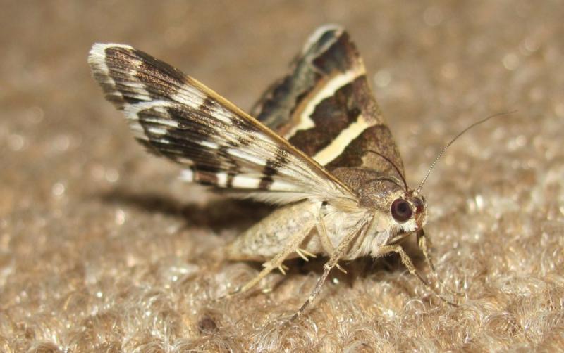 ALERT: Public warned to be on the lookout for these common pests in Irish homes this spring