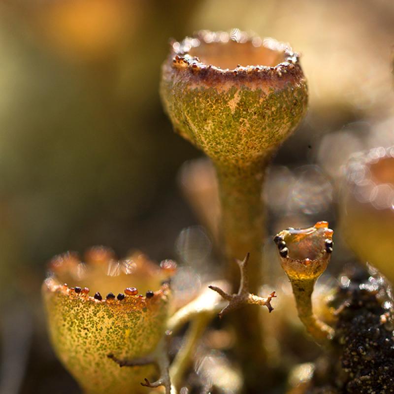 Kildare's Riverbank gallery reopens with exhibition from award-winning nature photographer
