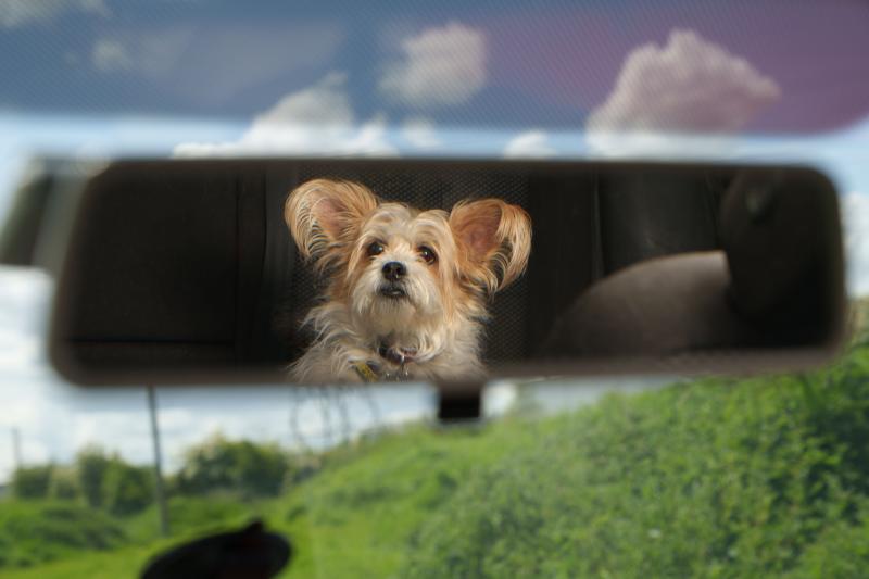 Pet warning issued with mini-heatwave expected in Ireland 