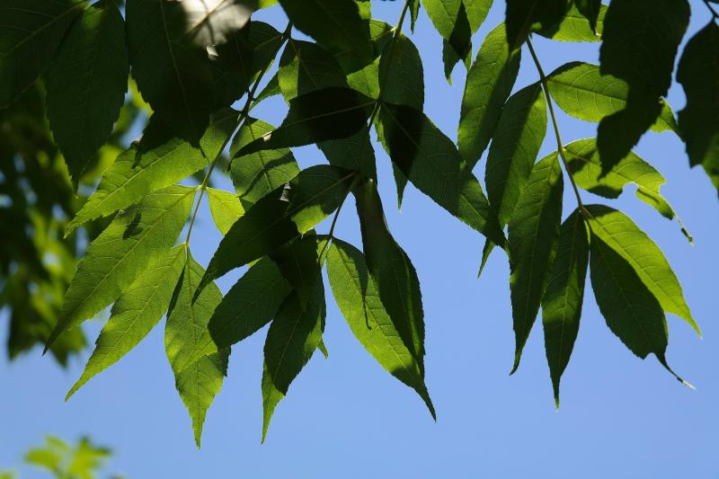 Ash dieback - progress in search for tolerant species 