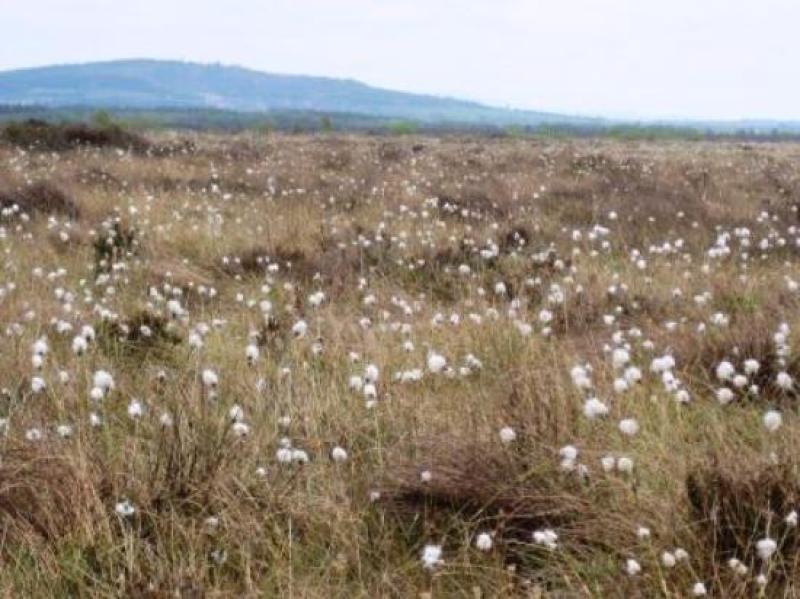 Kildare's Wildlife Watch: Law protects our delicate wildlife and their habitats