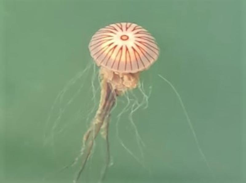 Know your jellyfish - and what to do (or not do!) if you get stung on a the beach