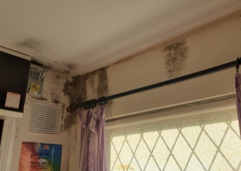 Mould in house