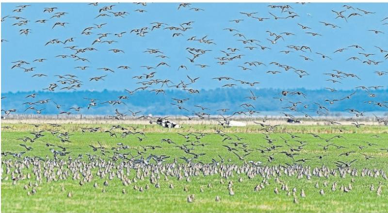 Dog owners urged to be considerate of Golden Plover flocks in Curragh 